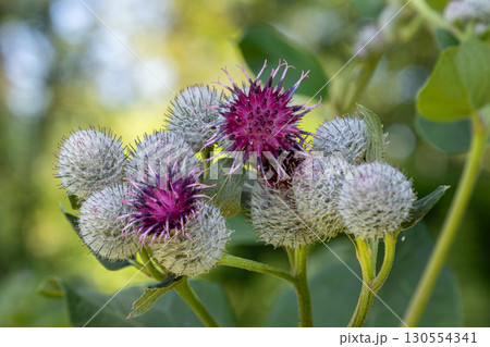Woolly burdock Arctium tomentosum showcasing vibrant purple flowers against a blurred green background during late spring Woolly burdock Arctium tomentosum showcasing vibrant purple flowers against a blurred green background during late spring 130554341
