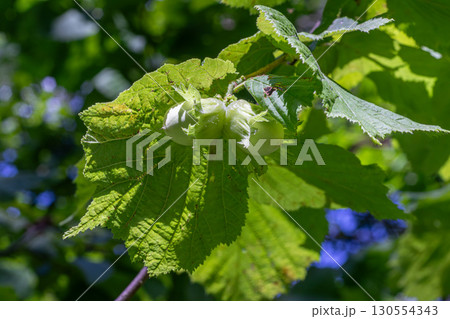Common hazel tree displaying young green nuts among vibrant leaves in a sunlit forest during late spring Common hazel tree displaying young green nuts among vibrant leaves in a sunlit forest during late spring 130554343