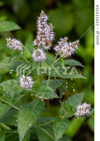 Water Mint blooming with aromatic purple flowers surrounded by lush green foliage in a natural setting 130554354