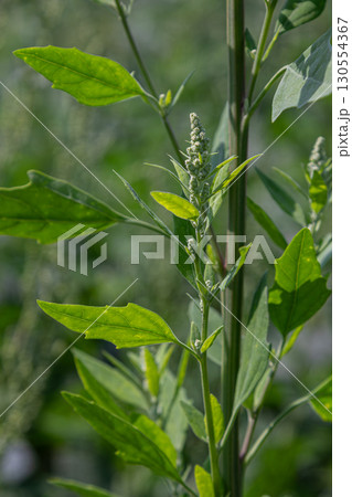 Common lambsquarters plant thrives in sunny field with vibrant green leaves and young flower clusters in mid-summer 130554367