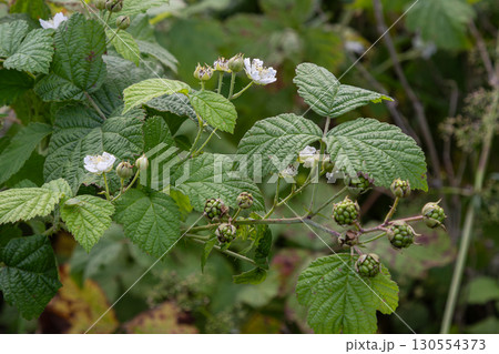 Blackberry bush flourishing with white blossoms and developing berries in a garden during late spring 130554373