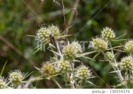 Field Eryngo flowers attract pollinators in a sunny meadow during late spring showcasing vibrant green foliage and delicate white blooms 130554378
