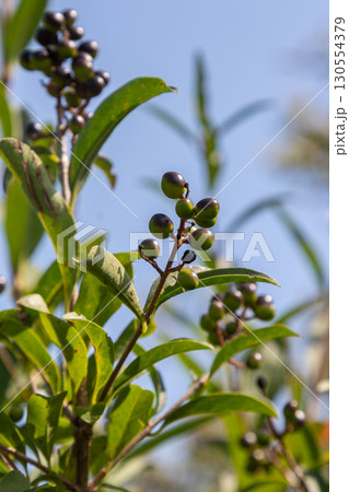 Common privet shrub displaying green and black berries against a clear sky on a sunny day in a natural garden setting Common privet shrub displaying green and black berries against a clear sky on a sunny day in a natural garden setting 130554379