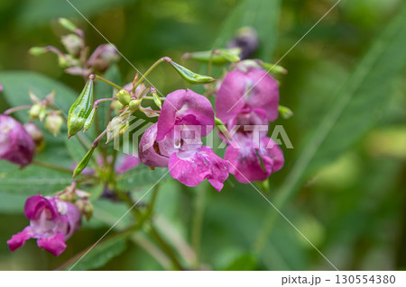 Himalayan balsam blooms in a lush forest understory during late spring showcasing vibrant pink flowers and green foliage 130554380