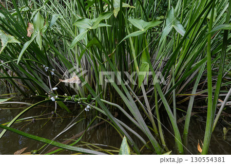 Common arrowhead plants thrive along the water's edge in a natural habitat showcasing their unique leaf shapes and aquatic growth 130554381