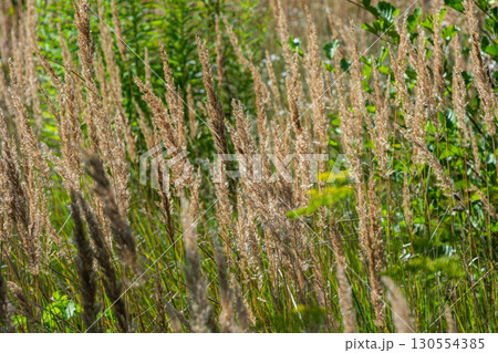 Wood small-reed and bushgrass thriving in a lush green habitat during the summer season Wood small-reed and bushgrass thriving in a lush green habitat during the summer season 130554385