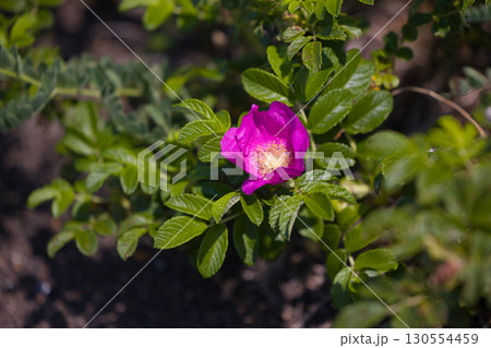 【北海道_北見市_ワッカ原生花園】《ハマナス》訪れる人々を魅了するワッカ原生花園 130554459