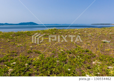 【北海道_北見市_ワッカ原生花園】《ハマボウフ》訪れる人々を魅了するワッカ原生花園 130554462