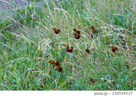 メキシカンハットの花・2025年㋆　 130554517