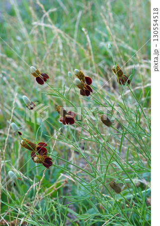 メキシカンハットの花・2025年㋆　 130554518