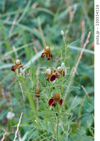メキシカンハットの花・2025年㋆　 130554519