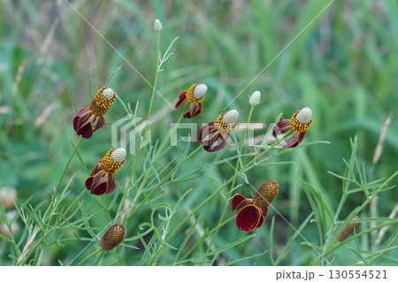 メキシカンハットの花・2025年㋆ メキシカンハットの花・2025年㋆ 130554521