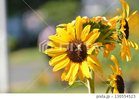 ヒマワリに止まる昆虫 130554523