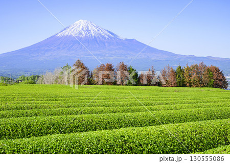 若葉萌える茶畑と富士山　静岡県富士市　岩本山付近 130555086