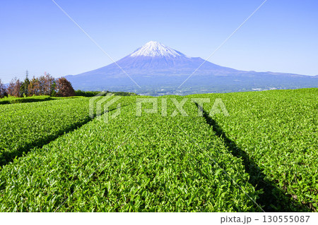 若葉萌える茶畑と富士山 静岡県富士市 岩本山付近 若葉萌える茶畑と富士山 静岡県富士市 岩本山付近 130555087