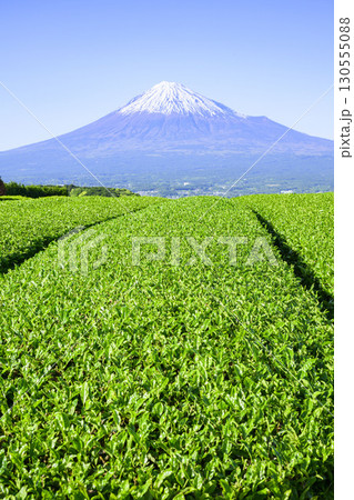 若葉萌える茶畑と富士山　静岡県富士市　岩本山付近 130555088