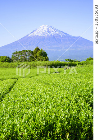 若葉萌える茶畑と富士山 静岡県富士市 岩本山付近 若葉萌える茶畑と富士山 静岡県富士市 岩本山付近 130555093