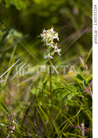 【北海道_北見市_ワッカ原生花園】《ホソバニキソチドリ》訪れる人々を魅了するワッカ原生花園 130555104