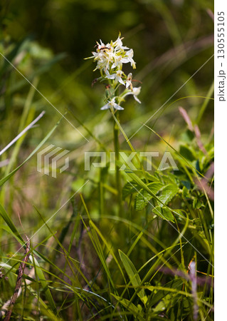 【北海道_北見市_ワッカ原生花園】《ホソバニキソチドリ》訪れる人々を魅了するワッカ原生花園 【北海道_北見市_ワッカ原生花園】《ホソバニキソチドリ》訪れる人々を魅了するワッカ原生花園 130555105