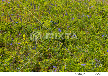 【北海道_北見市_ワッカ原生花園】《ムシャリンドウ》訪れる人々を魅了するワッカ原生花園 【北海道_北見市_ワッカ原生花園】《ムシャリンドウ》訪れる人々を魅了するワッカ原生花園 130555106