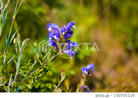 【北海道_北見市_ワッカ原生花園】《ムシャリンドウ》訪れる人々を魅了するワッカ原生花園 130555110