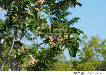 色濃くなってきた辛夷の実・2025年㋆  色濃くなってきた辛夷の実・2025年㋆  130555178