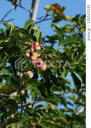 色濃くなってきた辛夷の実・2025年㋆　 130555181