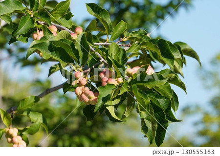 色濃くなってきた辛夷の実・2025年㋆　 130555183