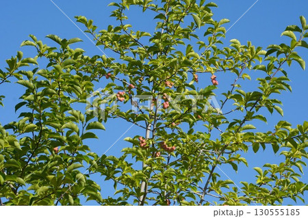 色濃くなってきた辛夷の実・2025年㋆　 130555185