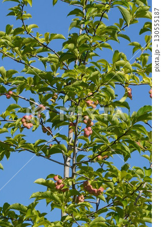 色濃くなってきた辛夷の実・2025年㋆　 130555187