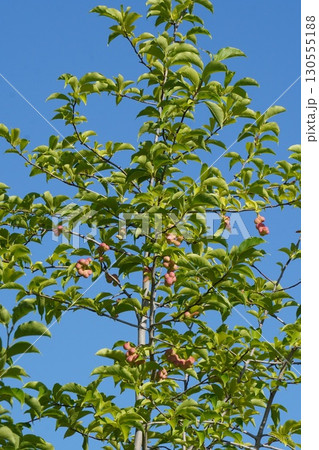 色濃くなってきた辛夷の実・2025年㋆　 130555188