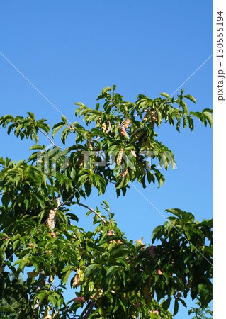 色濃くなってきた辛夷の実・2025年㋆　 130555194