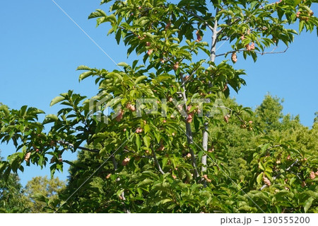 色濃くなってきた辛夷の実・2025年㋆　 130555200