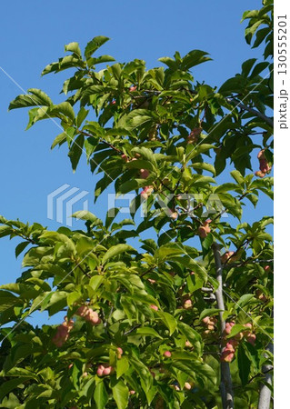 色濃くなってきた辛夷の実・2025年㋆　 130555201