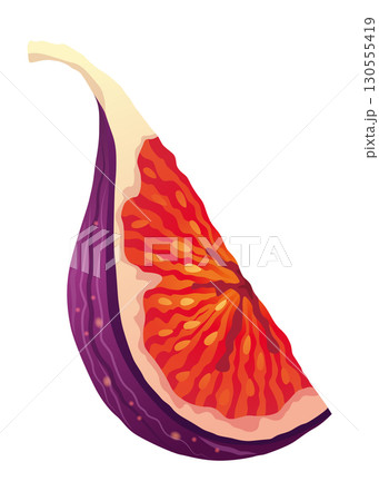 Fig Fruit Cut with Thin Skin and Many Small Seeds Inside Vector Fig Fruit Cut with Thin Skin and Many Small Seeds Inside Vector 130555419