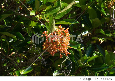 サンゴジュの実・2025年7月 130555585