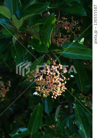サンゴジュの実・2025年7月 サンゴジュの実・2025年7月 130555587