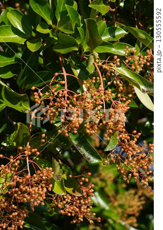 サンゴジュの実・2025年7月 サンゴジュの実・2025年7月 130555592
