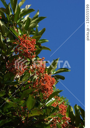 サンゴジュの実・2025年7月 サンゴジュの実・2025年7月 130555599