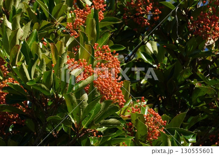 サンゴジュの実・2025年7月 サンゴジュの実・2025年7月 130555601