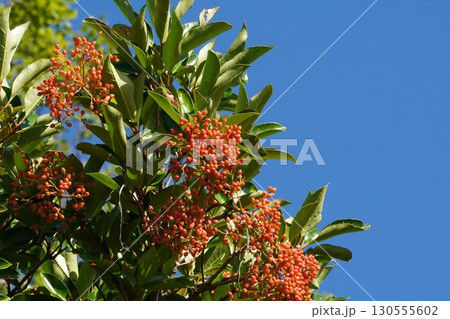サンゴジュの実・2025年7月 サンゴジュの実・2025年7月 130555602