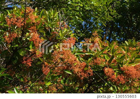 サンゴジュの実・2025年7月 サンゴジュの実・2025年7月 130555603