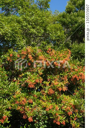 サンゴジュの実・2025年7月 サンゴジュの実・2025年7月 130555607