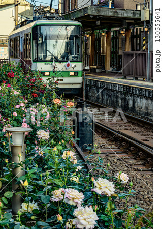 薔薇と電車（都電荒川線三ノ輪橋停留場） 130555641