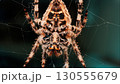 Macro close up spider on a web 130555679