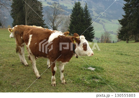 Cow at Switzerland fields Cow at Switzerland fields 130555803