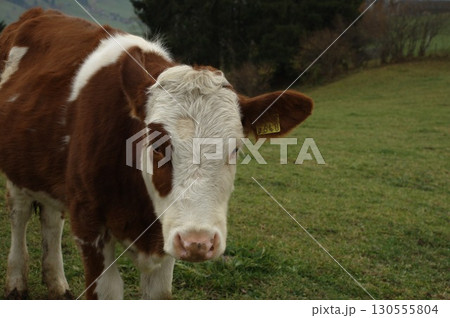 Cow at Switzerland fields Cow at Switzerland fields 130555804