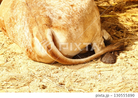 Cow At Rural Home India 130555890