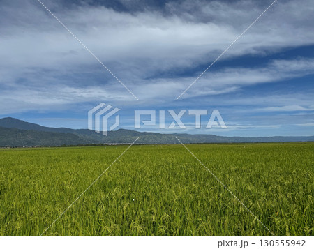 Scenic green rice field with mountains and cloudy blue sky Scenic green rice field with mountains and cloudy blue sky 130555942