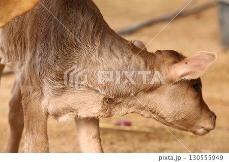Cow Calf At Rural Home 130555949
